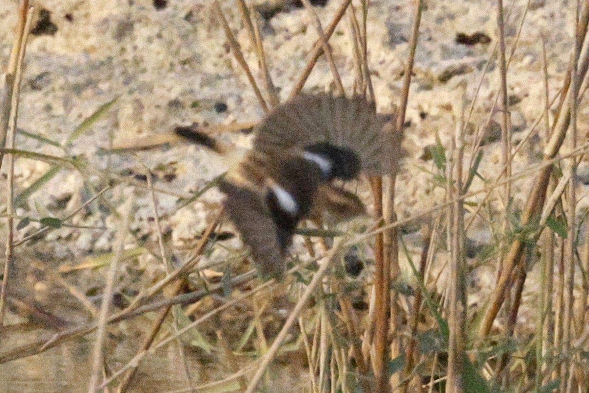 Pallasschwarzkehlchen - ML643638078