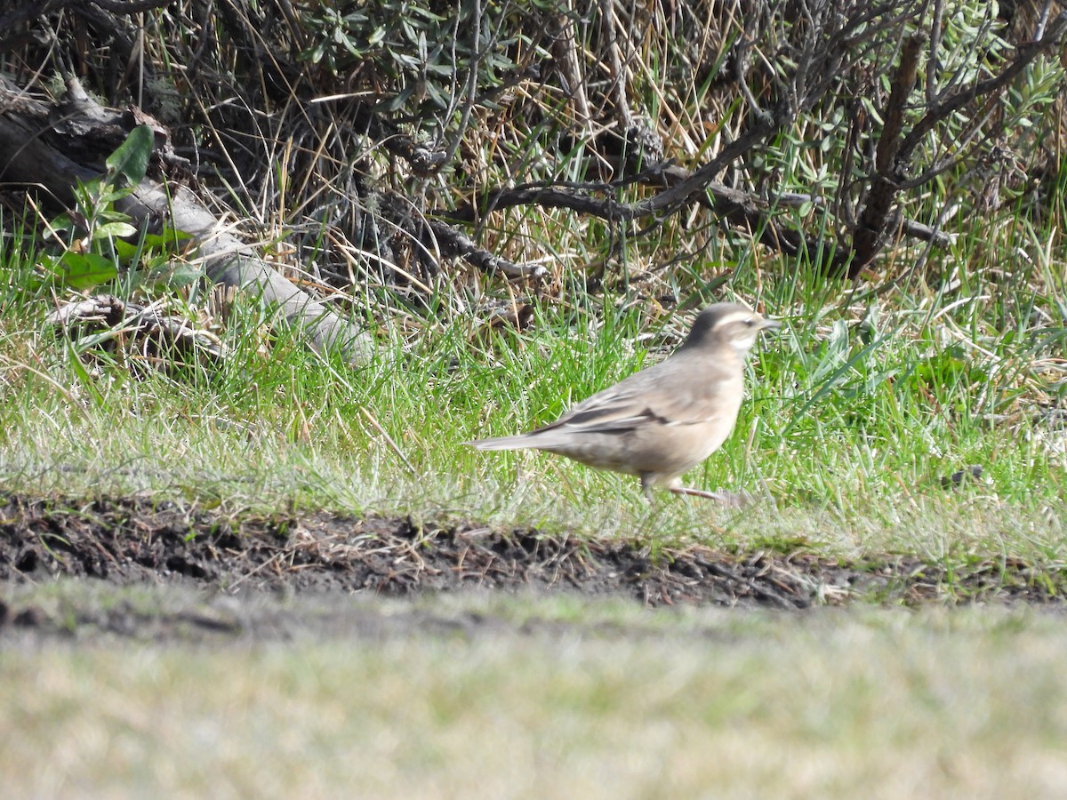 Buff-winged Cinclodes - ML643638079