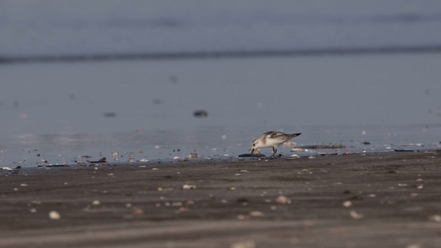 חופית לבנה - ML643638080