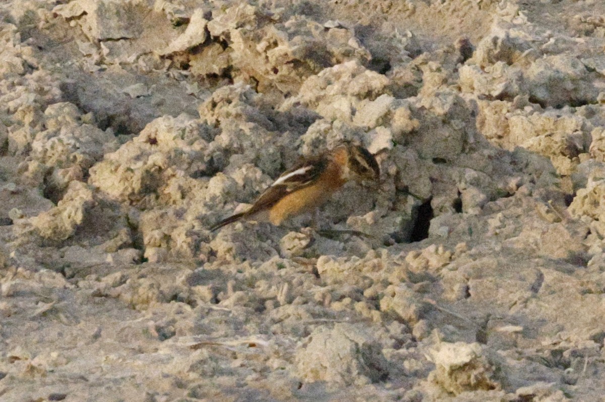 Pallasschwarzkehlchen - ML643638081