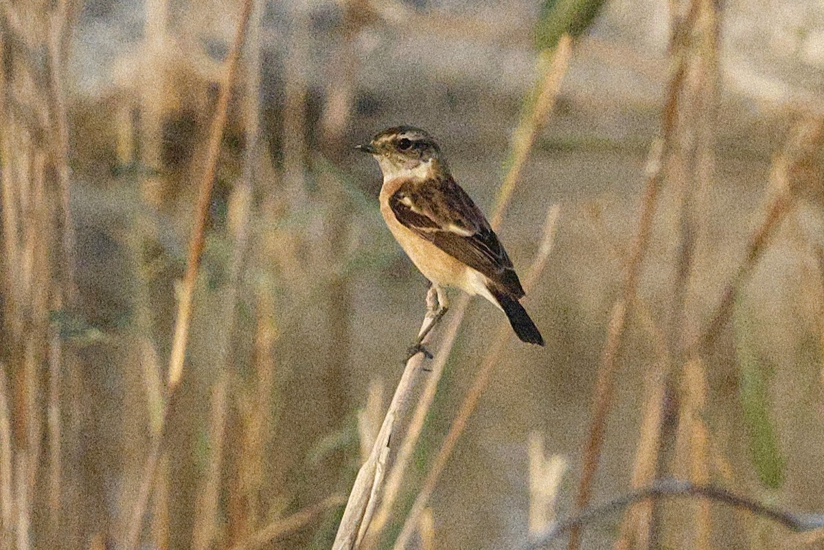 Pallasschwarzkehlchen - ML643638085