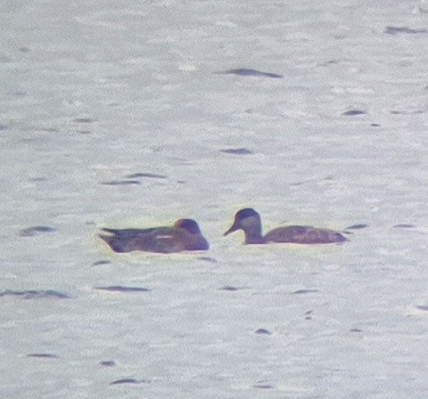 Red-crested Pochard - ML643638097