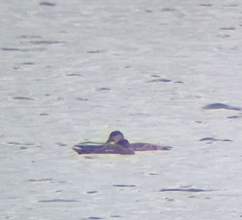 Red-crested Pochard - ML643638098