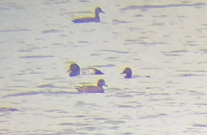 Greater Scaup - ML643638106