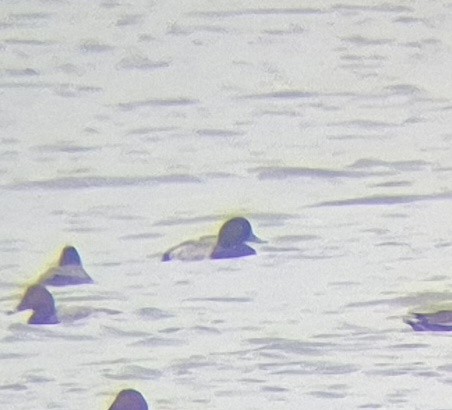 Greater Scaup - ML643638108