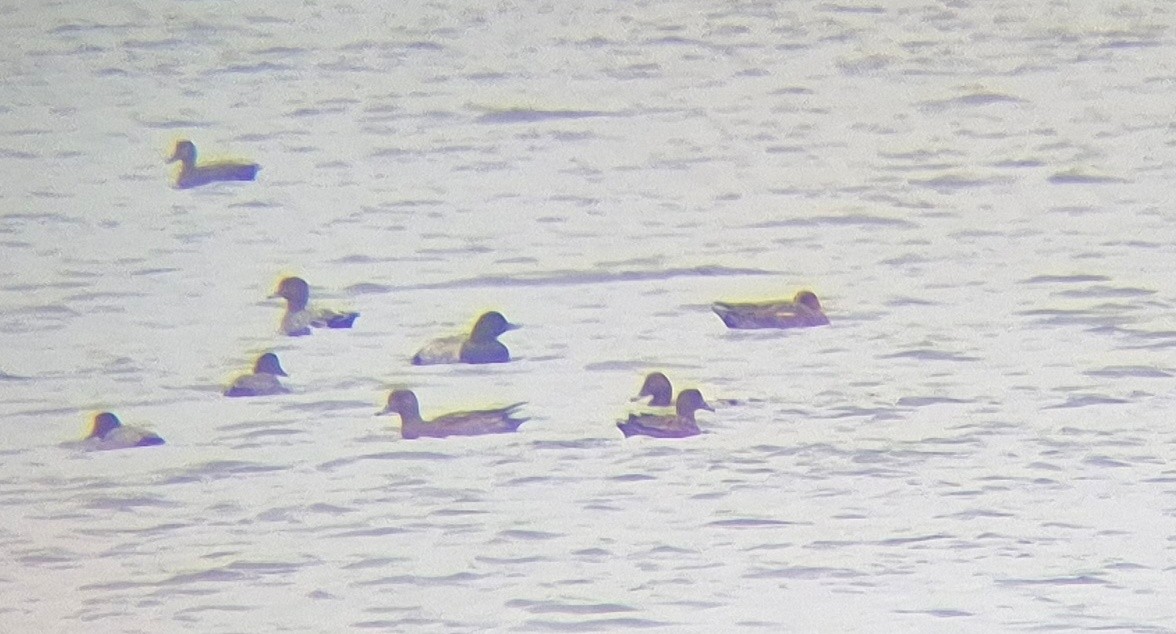 Greater Scaup - ML643638109