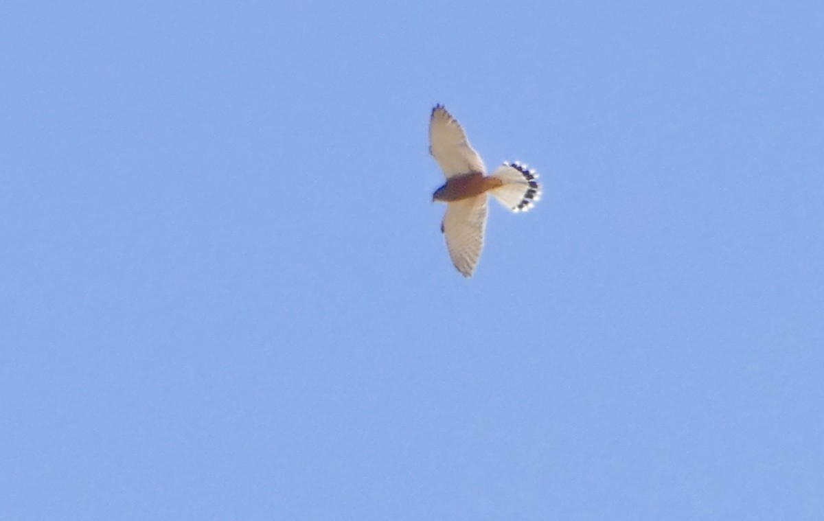 Rock Kestrel - ML643638115