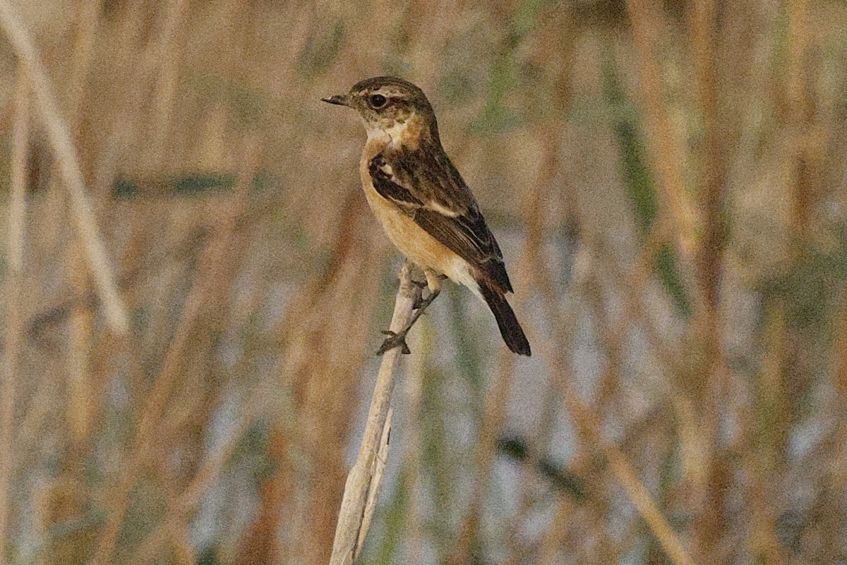 Pallasschwarzkehlchen - ML643638119