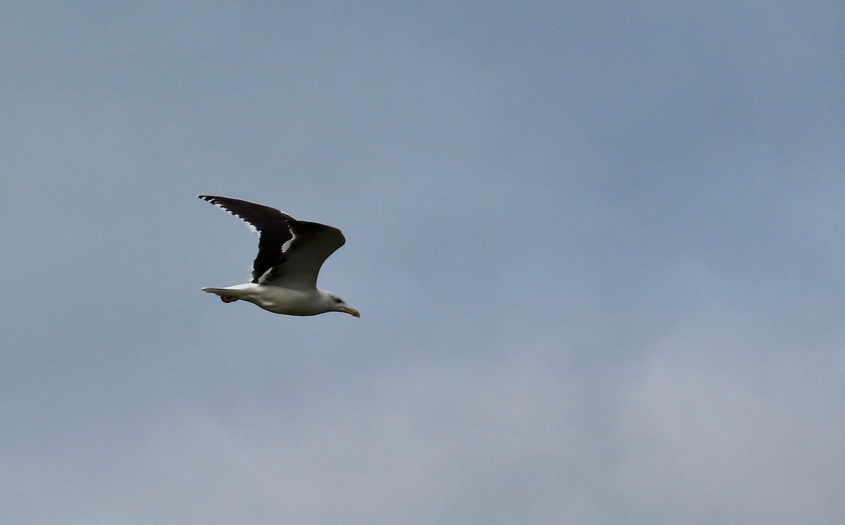 Great Black-backed Gull - ML643638120