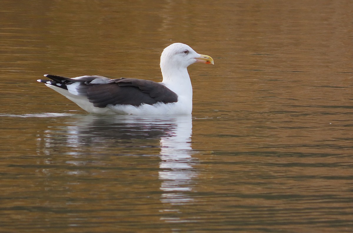 Great Black-backed Gull - ML643638122
