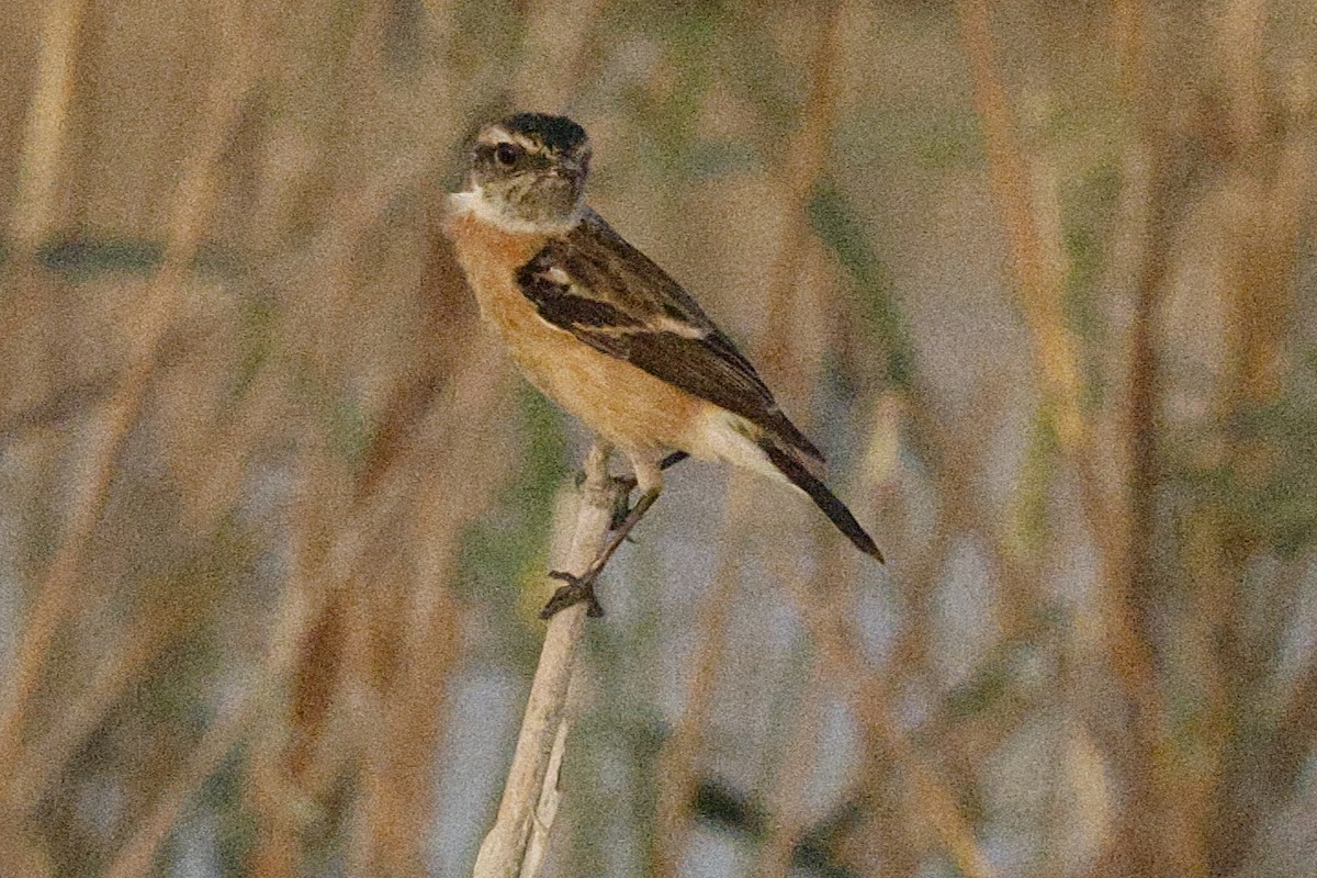 Pallasschwarzkehlchen - ML643638124