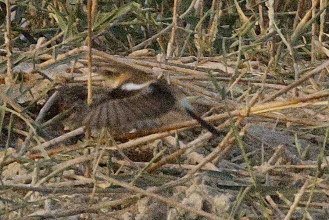 Pallasschwarzkehlchen - ML643638125