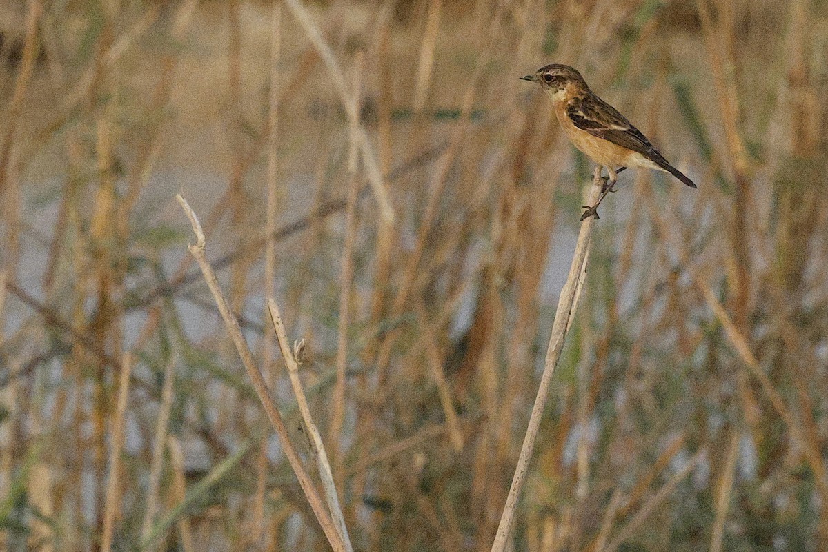 Pallasschwarzkehlchen - ML643638128
