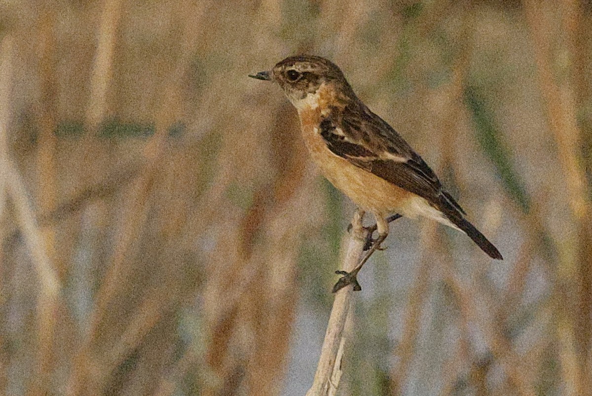 Pallasschwarzkehlchen - ML643638129