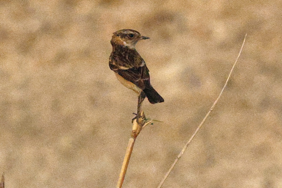 Pallasschwarzkehlchen - ML643638130