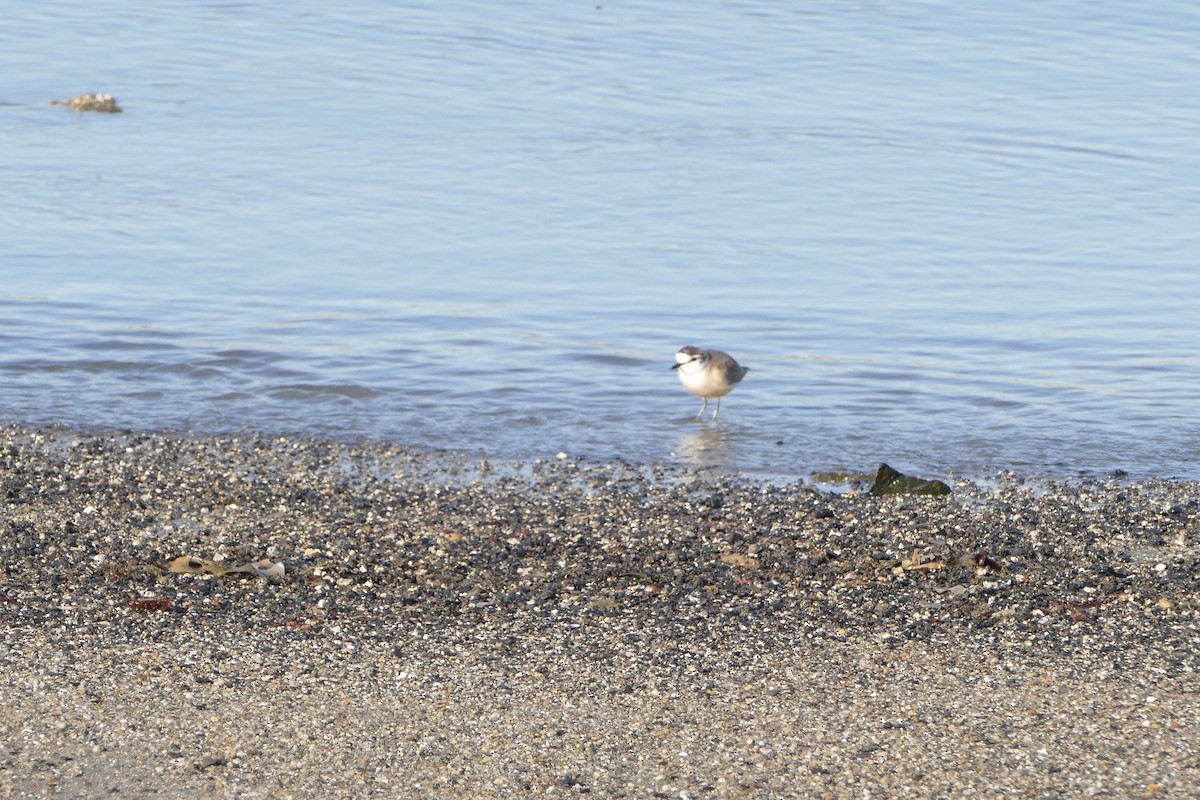 White-fronted Plover - ML643638132