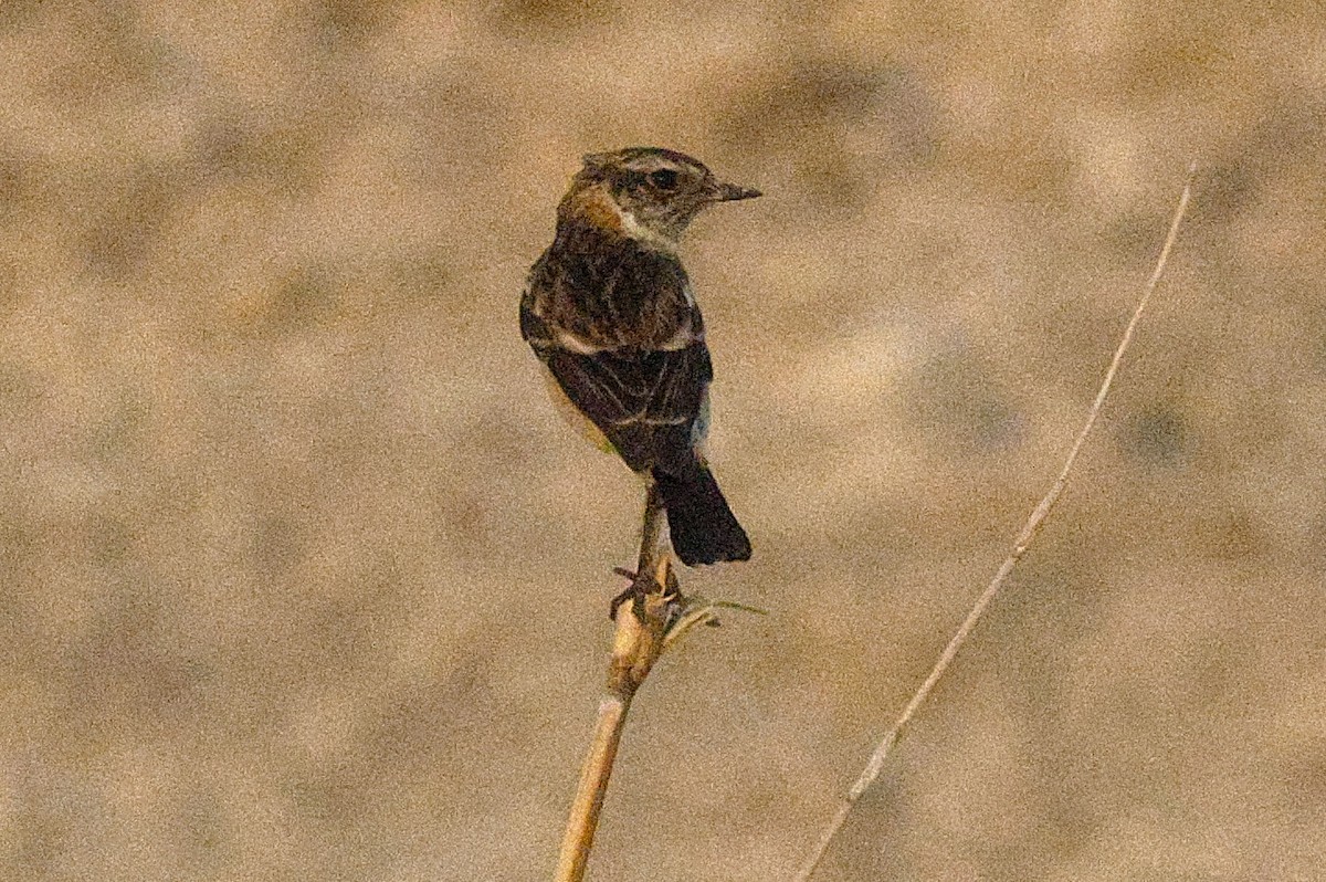 Pallasschwarzkehlchen - ML643638134