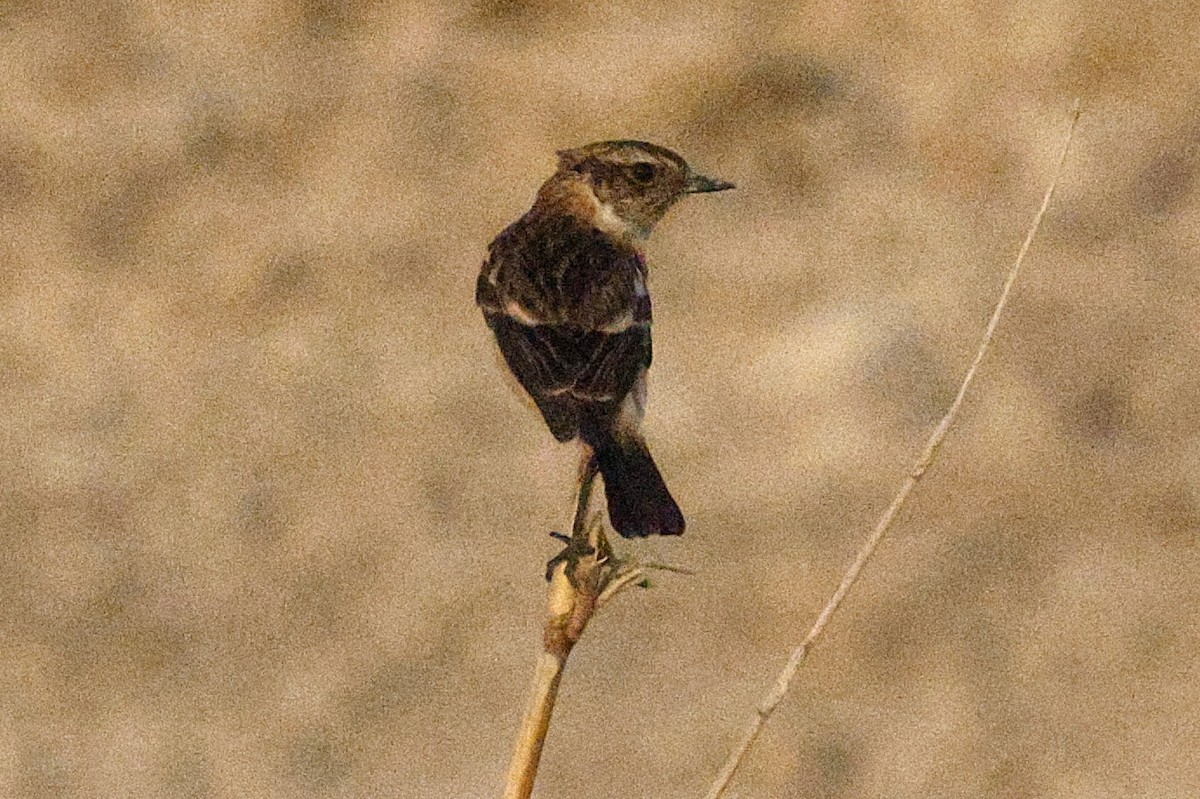 Pallasschwarzkehlchen - ML643638137