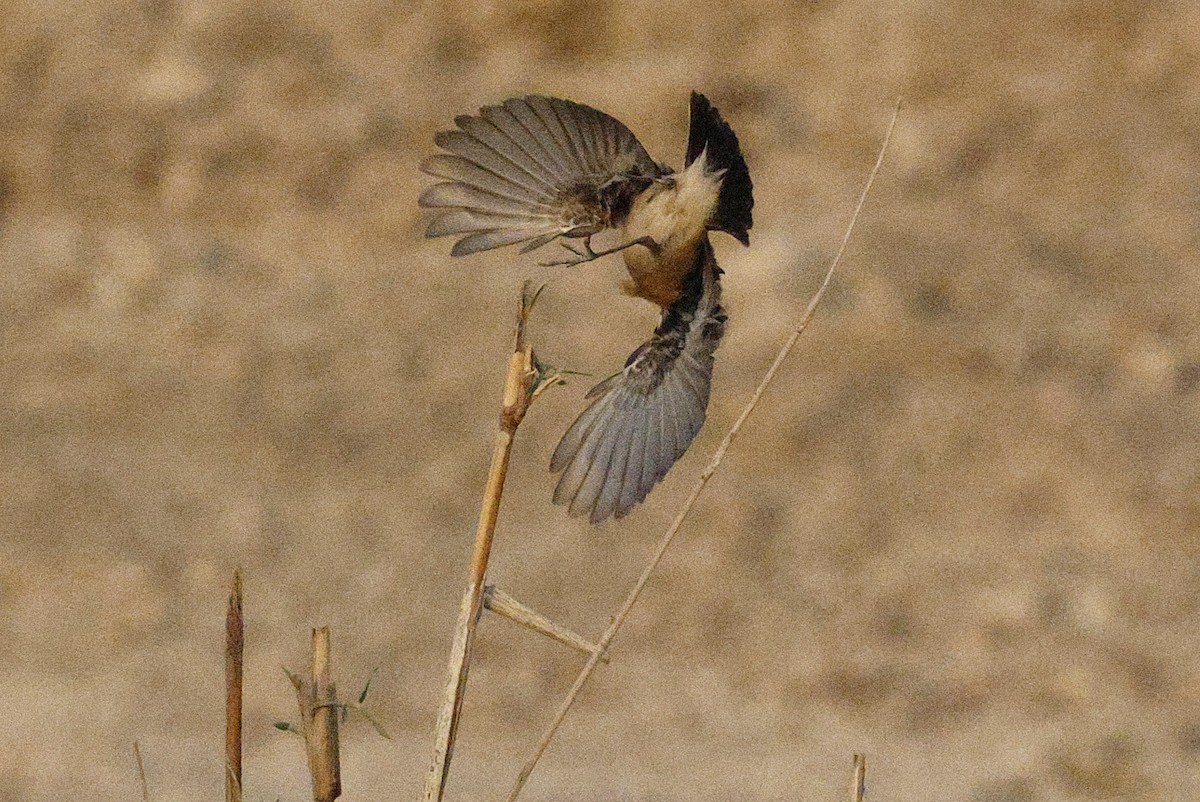 Pallasschwarzkehlchen - ML643638138
