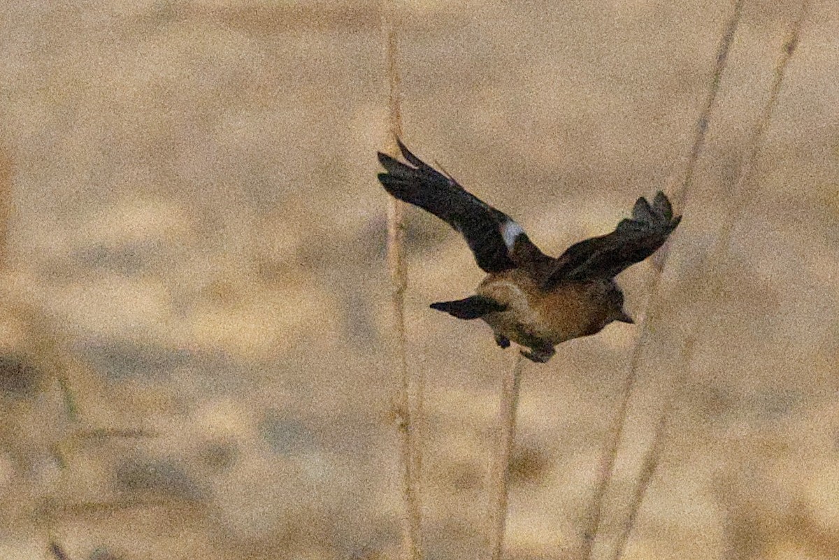 Pallasschwarzkehlchen - ML643638141