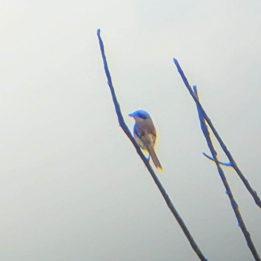 Bay-backed Shrike - ML643638152