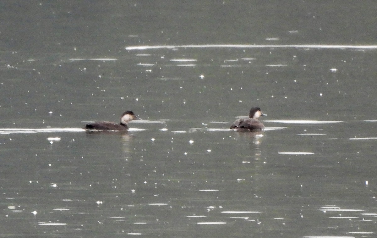 Common Scoter - ML643638167
