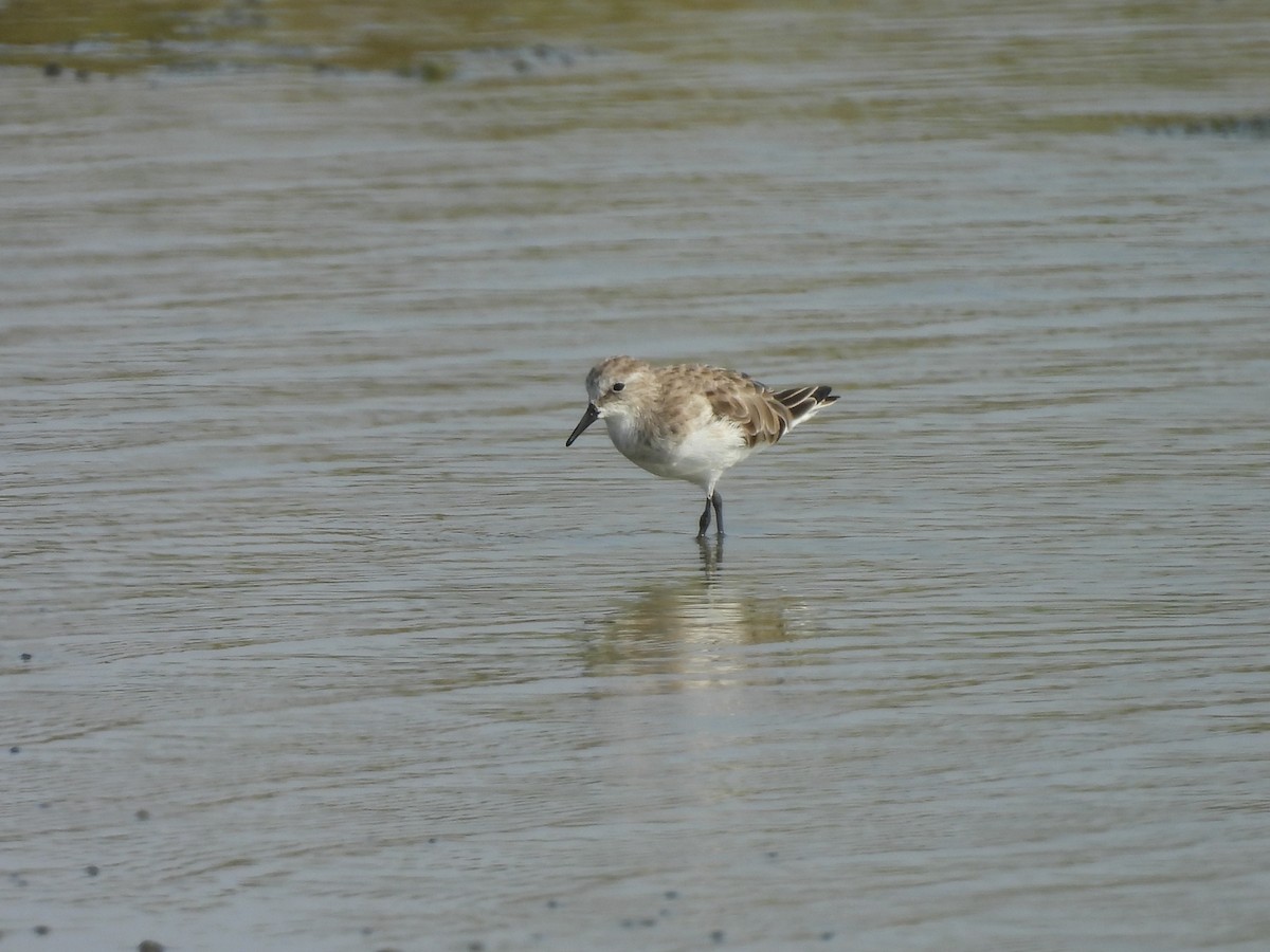 Little Stint - ML643638171