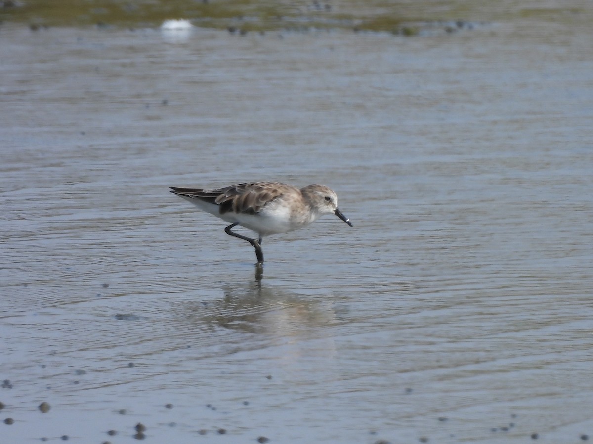 Little Stint - ML643638172
