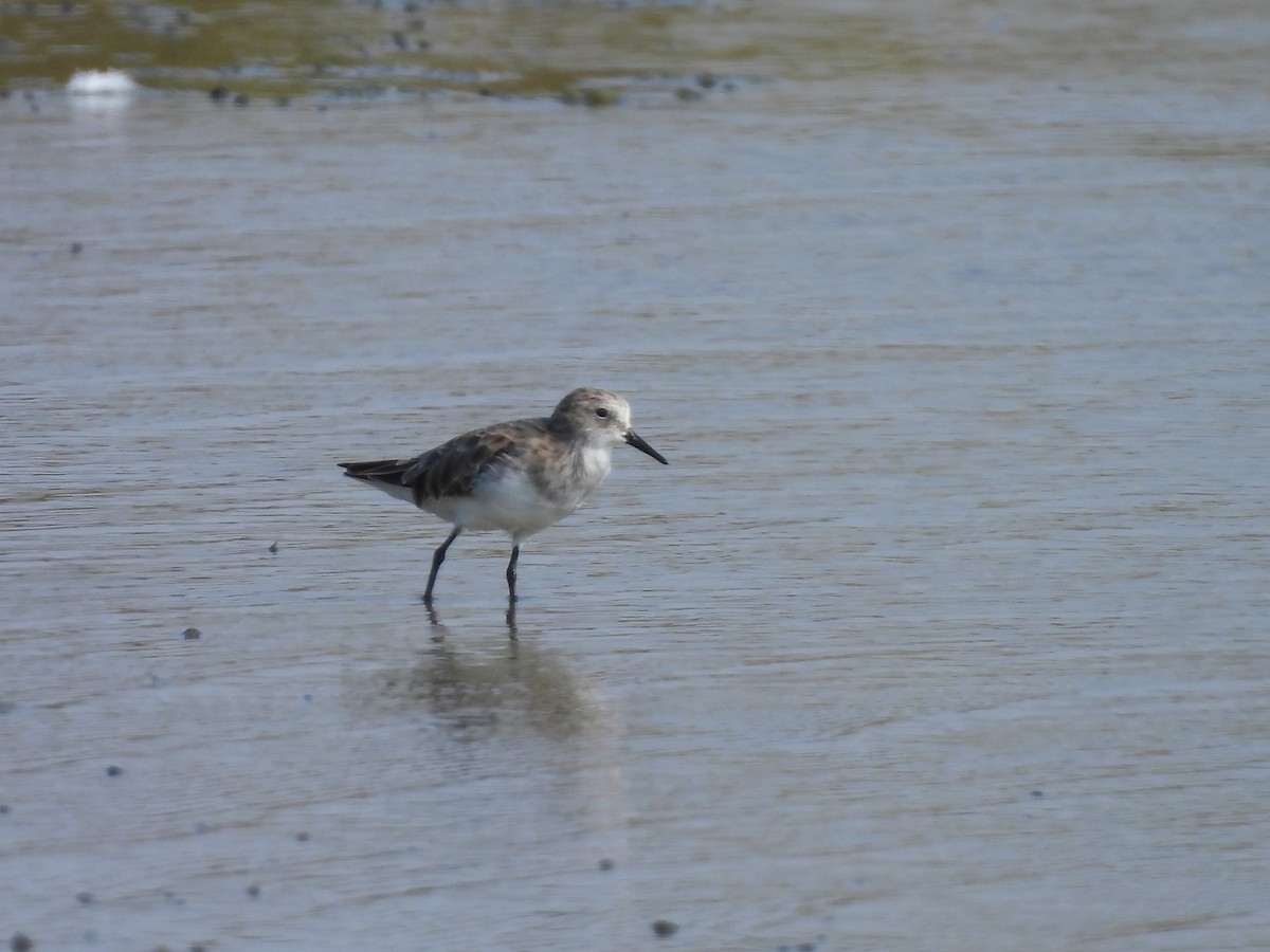 Little Stint - ML643638173
