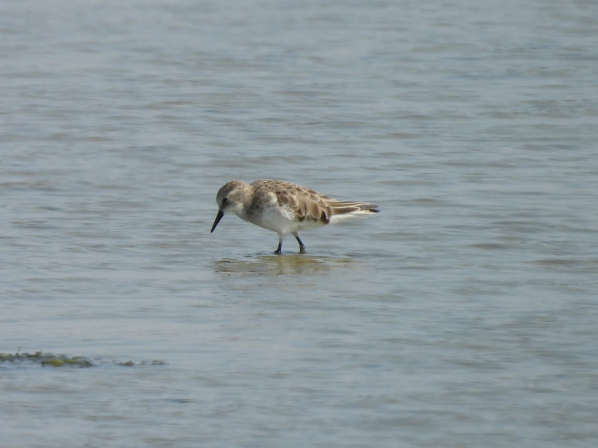 Little Stint - ML643638174