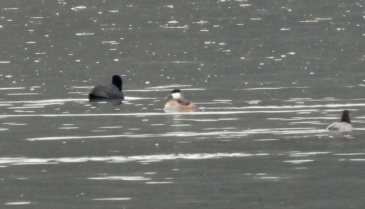 Gobbo della Giamaica - ML643638183