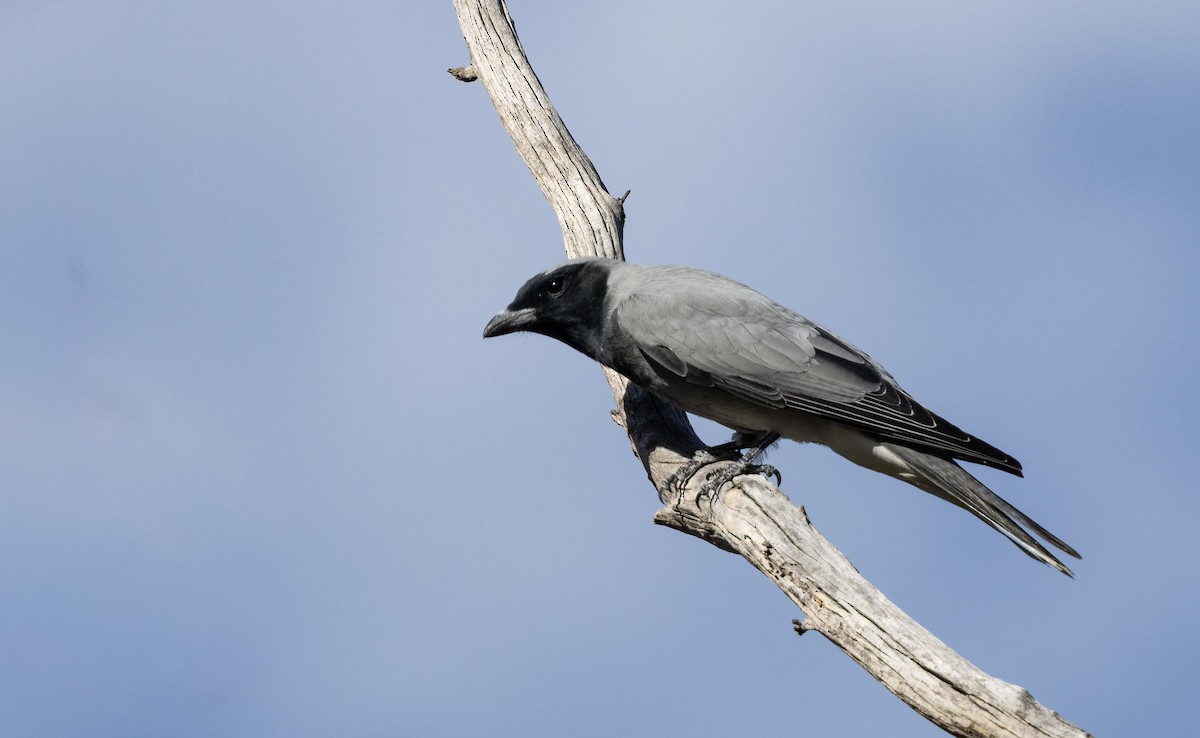 Black-faced Cuckooshrike - ML643638185