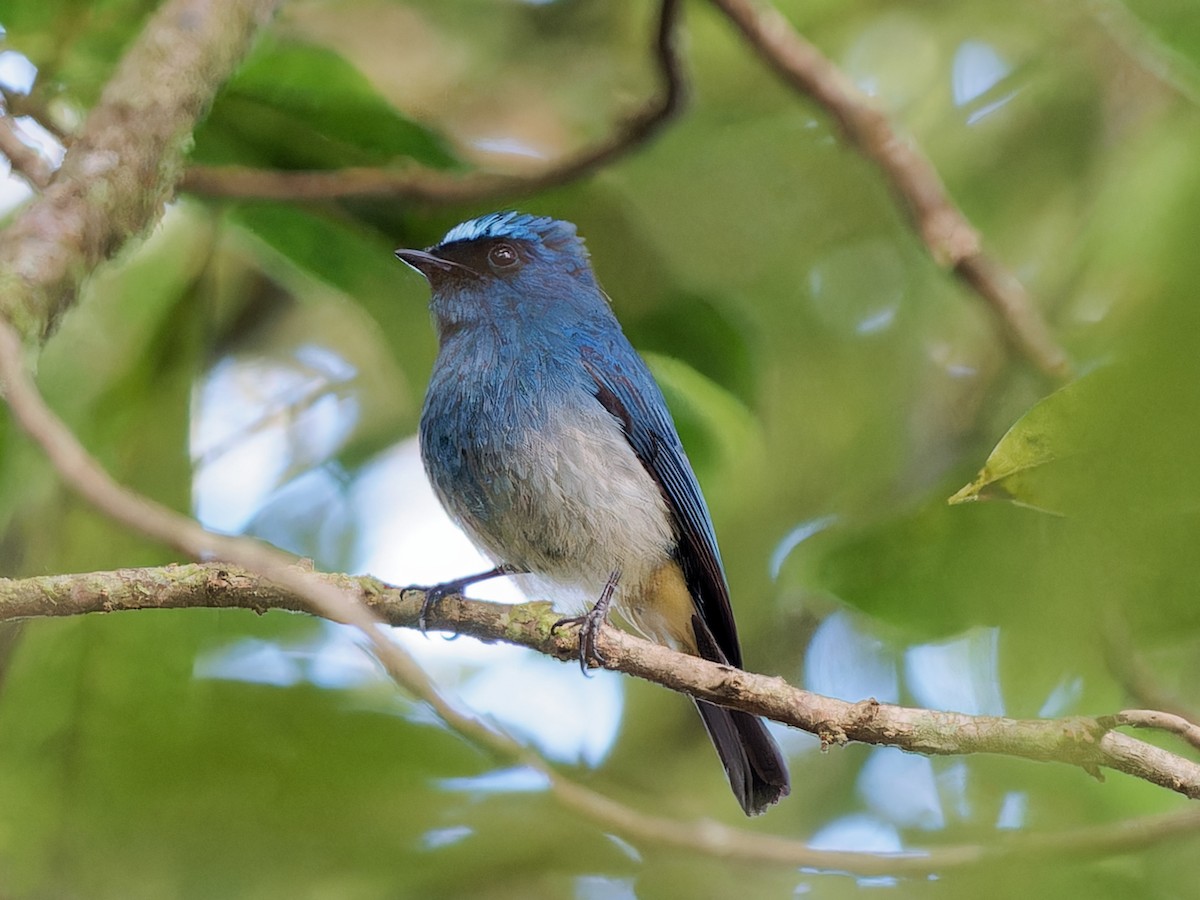 Indigo Flycatcher - ML643638189