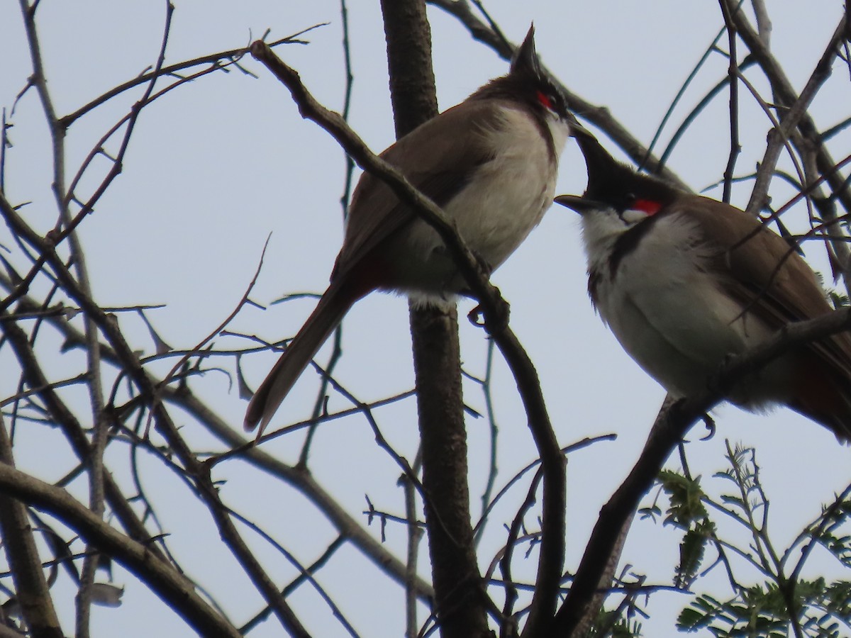 Red-whiskered Bulbul - ML643638205
