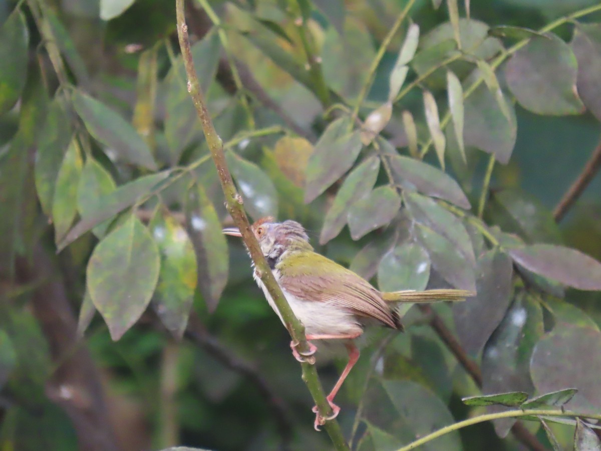 Common Tailorbird - ML643638241