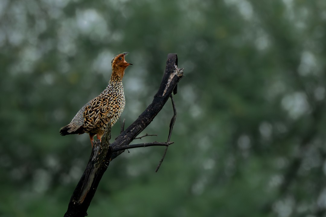Painted Francolin - ML643638261