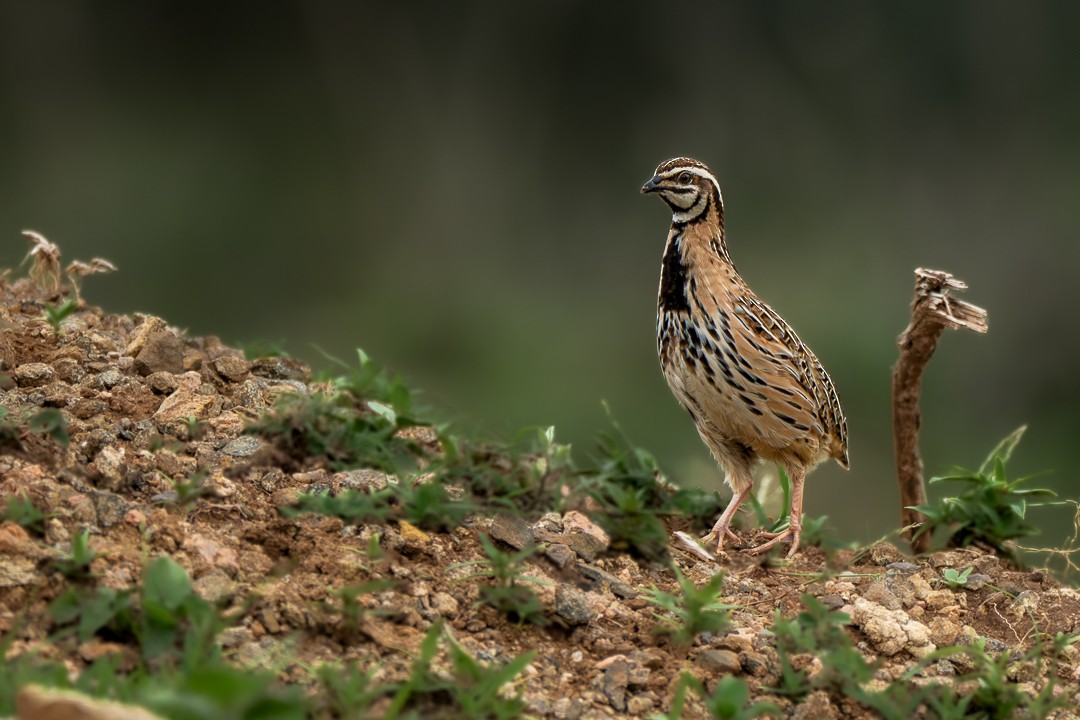 Rain Quail - ML643638267