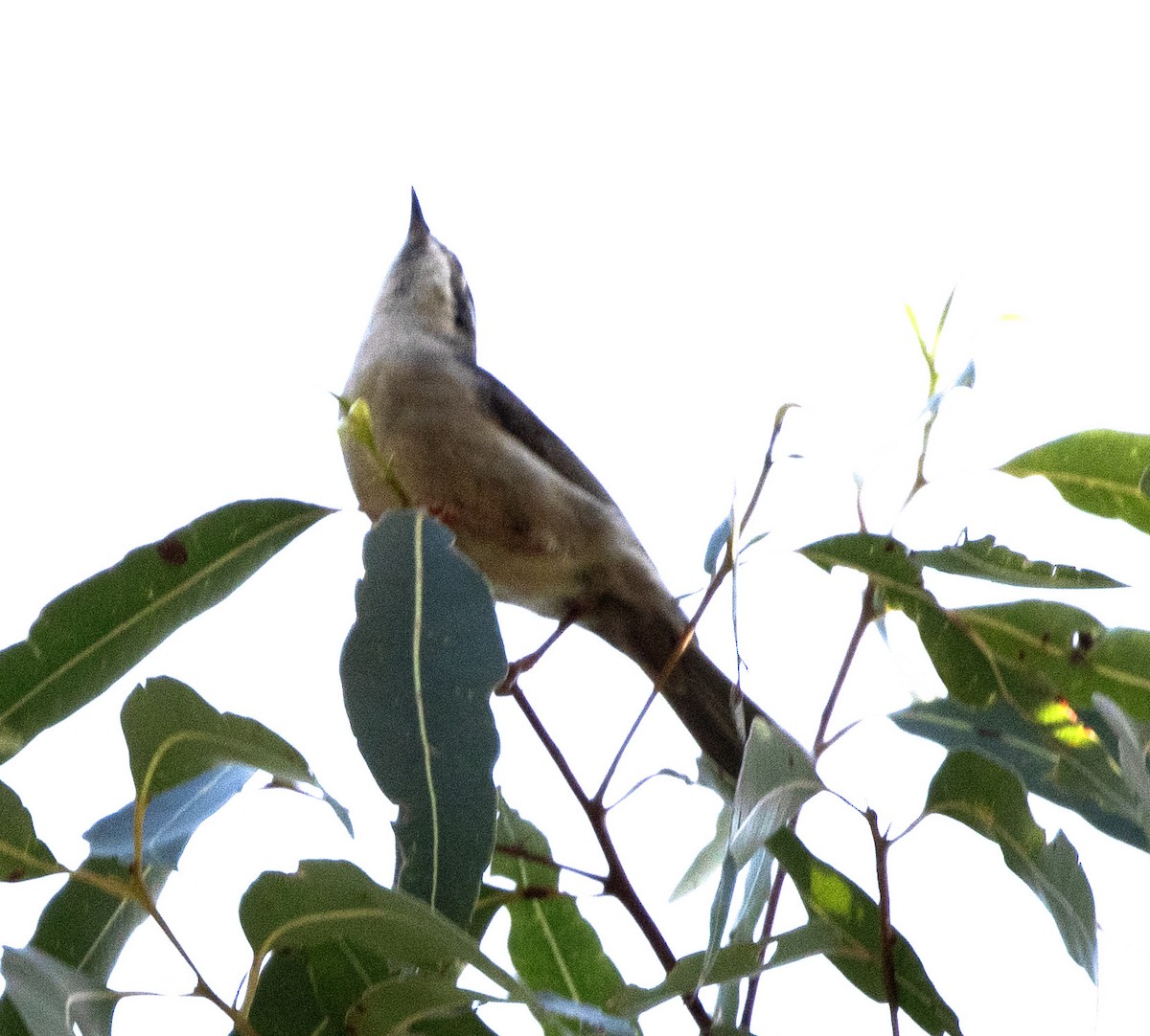 Brown-headed Honeyeater - ML643638271