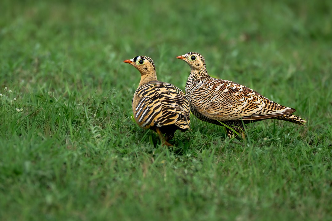 Painted Sandgrouse - ML643638282