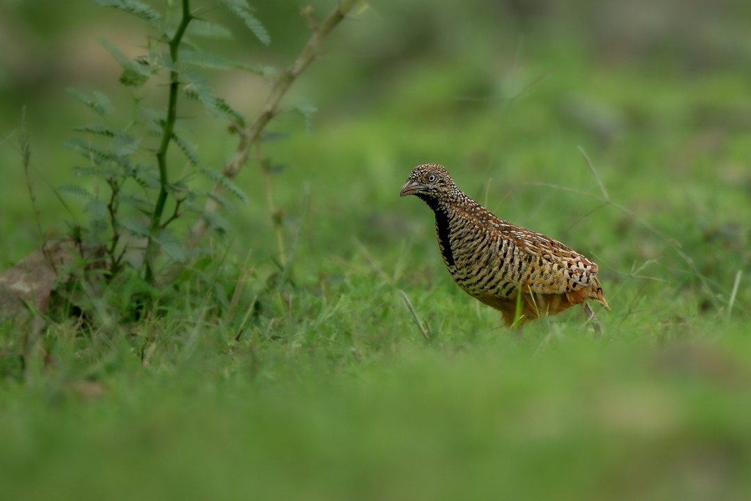 Barred Buttonquail - ML643638289