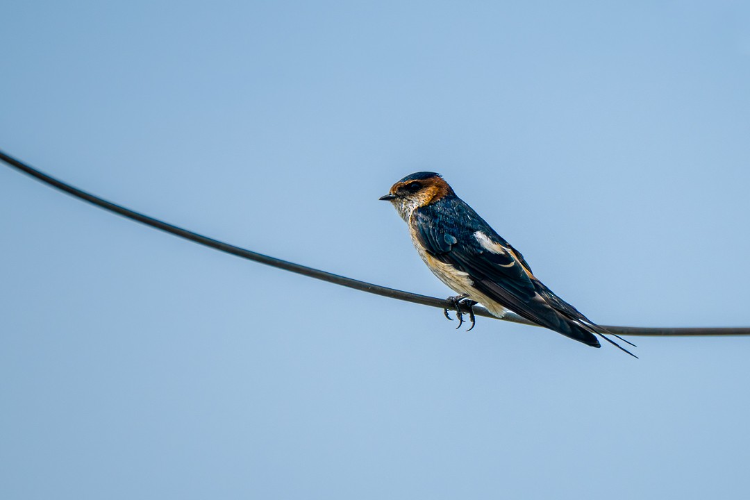 Монгол хараацай - ML643638315