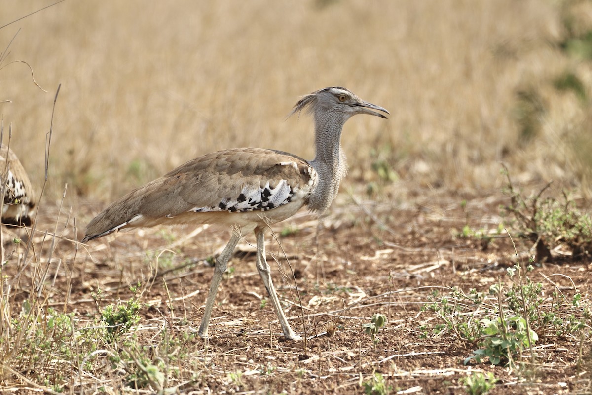 Kori Bustard - ML643638372