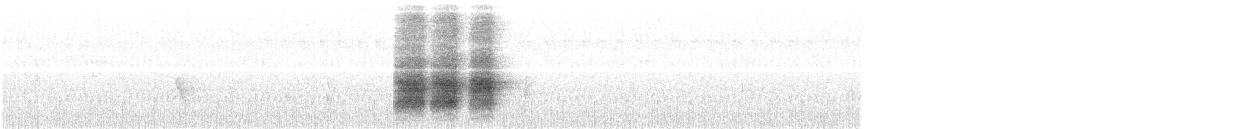 Racket-tailed Treepie - ML643638378