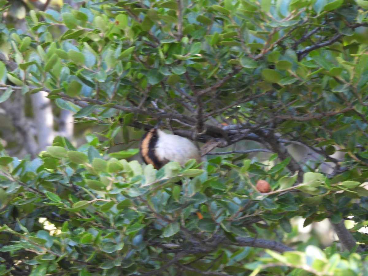 Thorn-tailed Rayadito - ML643638379