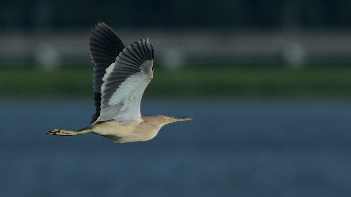 ヨシゴイ - ML643638404