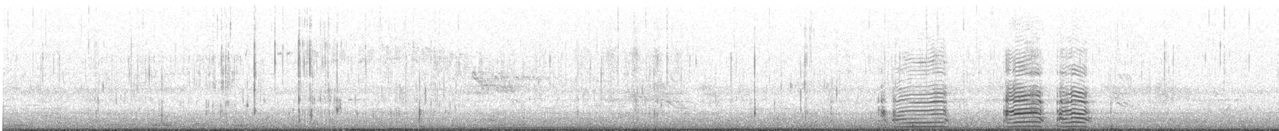 Pied Cormorant - ML643638434