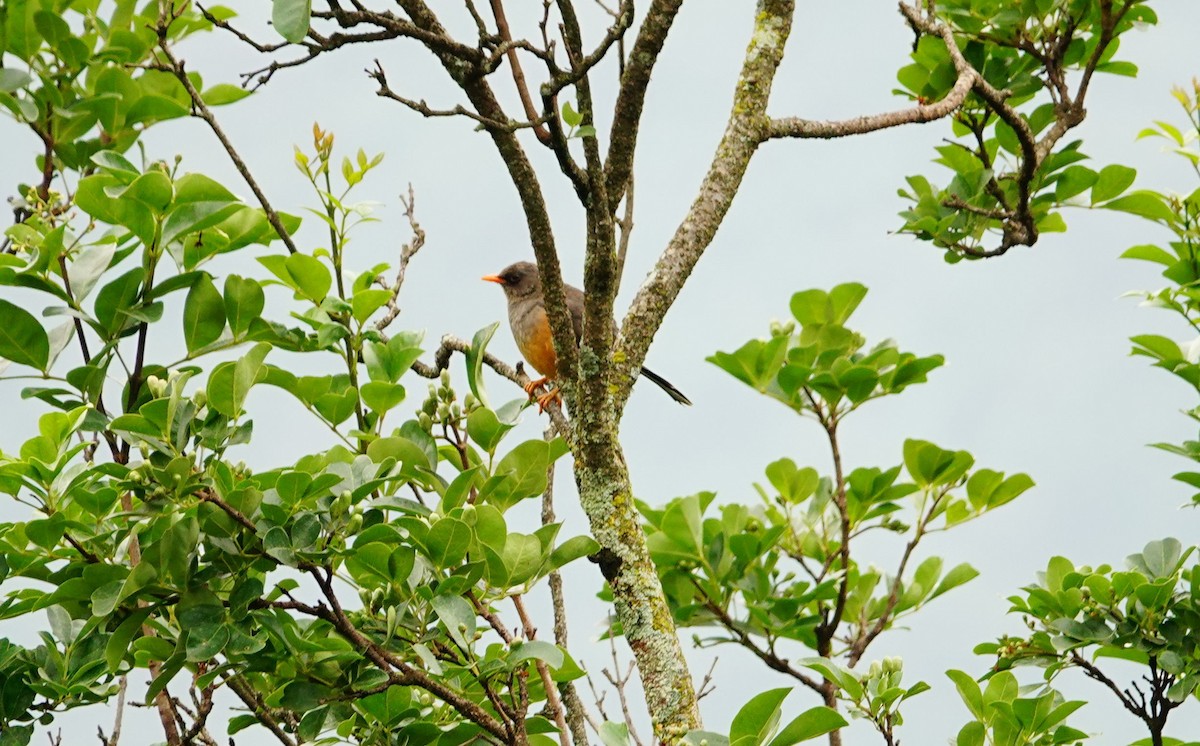 Abyssinian Thrush - ML643638438