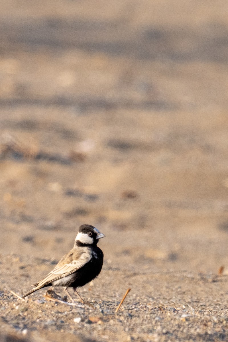 Black-crowned Sparrow-Lark - ML643638461