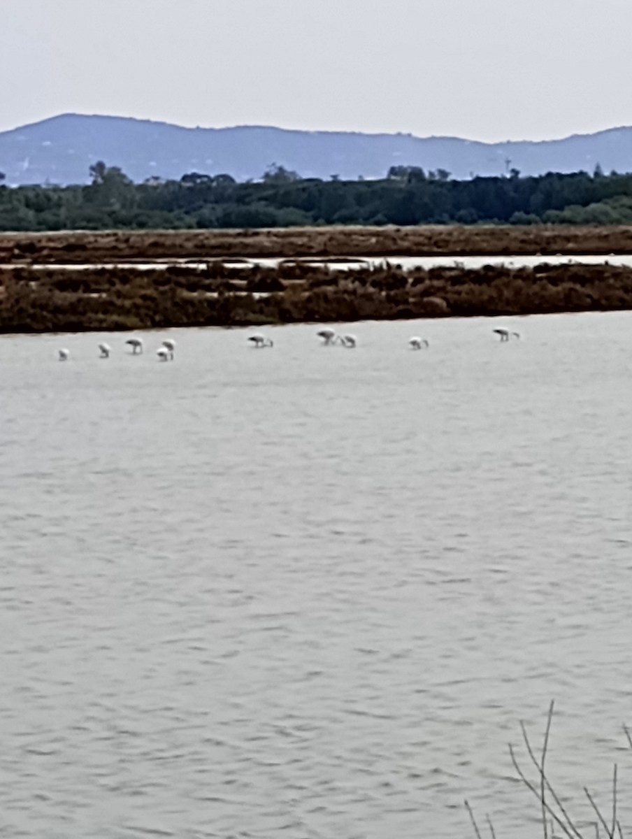 plameňák růžový - ML643638485