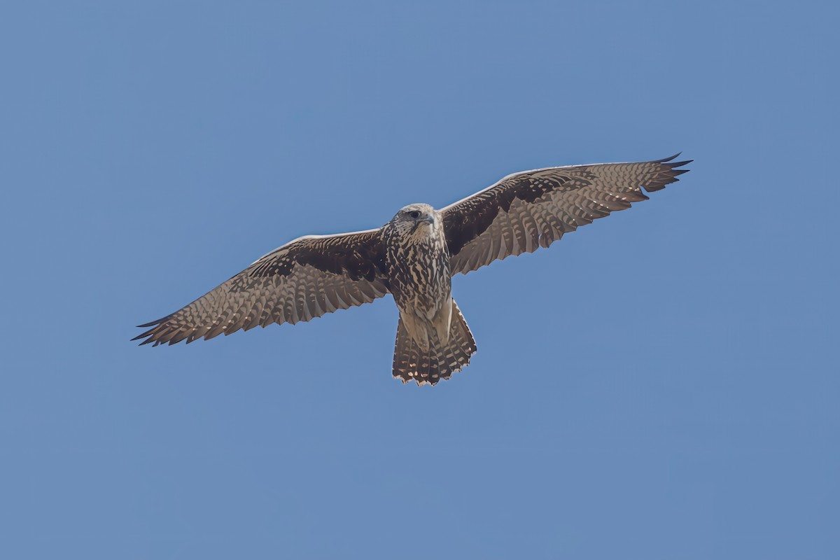 Saker Falcon - ML643638509